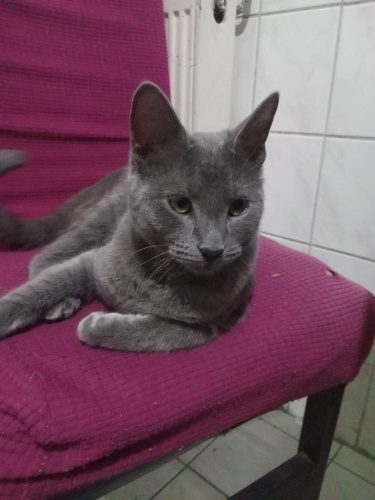 Pamuk oğlana yuva fotoğraf