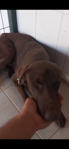 Barınaktan kurtarilacak fotoğraf