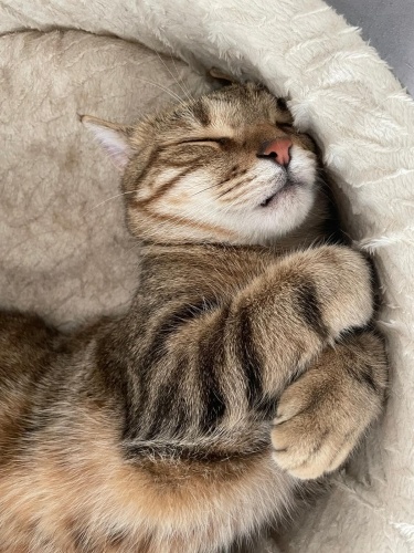 Kedim Çiko’yu sahiplendiriyorum fotoğraf