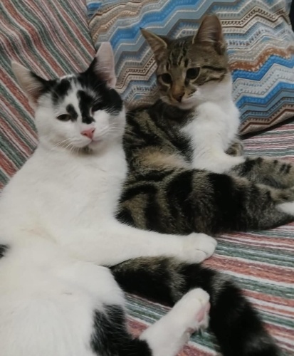 ACİİLL ‼️ACİİLL ‼️UMUT OL ANKARAAA‼️ fotoğraf