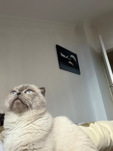 🐾 2-3 Yaş Erkek Scottish Fold – Sakin, Uyumlu, Ev Ortamına Alışık 🐾 fotoğraf