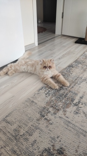 Arkadaş canlısı, sakin, kısırlaştırılmış fotoğraf