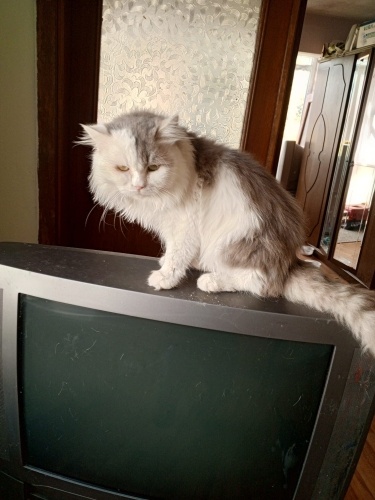 7 AYLIK BRİTİSH SORTHAİR fotoğraf