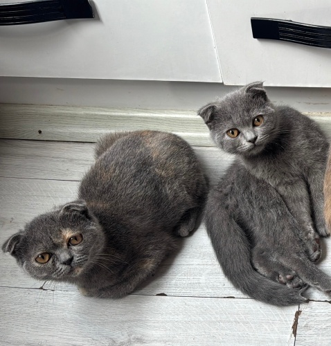 Yavrumuzu ücretsiz sahiplendirmek istiyoruz fotoğraf