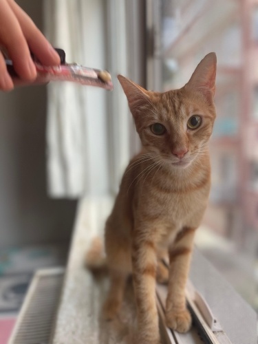 Kısır, güzel huylu bir çocuk fotoğraf