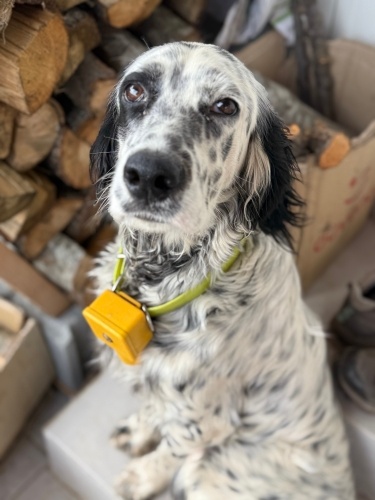 Bir İngiliz Setter hanımefendisi, Sevgi yumağı fotoğraf