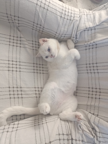 Sevimli kizima acil yuva fotoğraf