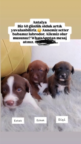 Antalya!! Acill yuvaya ihtiyaçları var fotoğraf