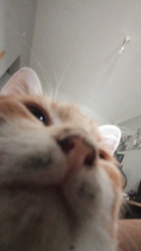 Turuncu kedi yuva arıyor fotoğraf