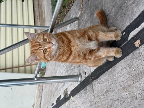 Araba çarpmış minik yavrumuza kalıcı yuva arıyoruz fotoğraf