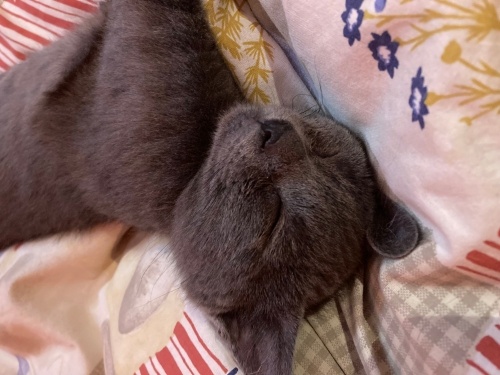 Bay Pipet evini arıyor fotoğraf