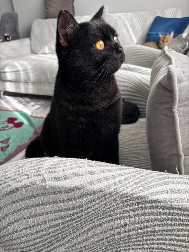 Dostcanlisi Üzüm fotoğraf