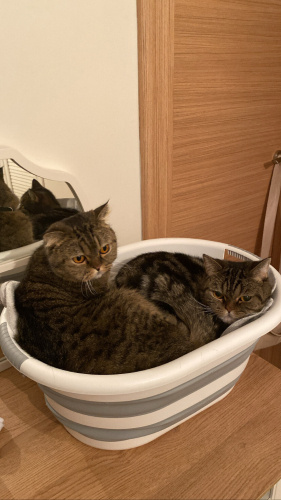 İki kardeş beraber sahiplendirme fotoğraf