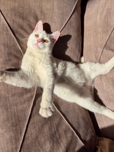 Antalya acill yuva. Açıklamayı okuyun fotoğraf