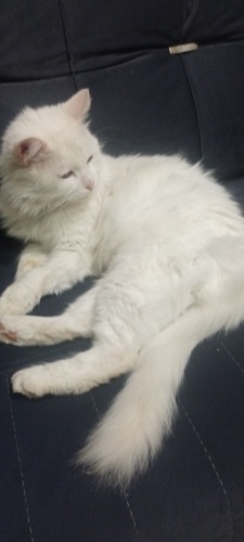 Kaybolmuş yada terkedilmiş Ankara Kedisi fotoğraf