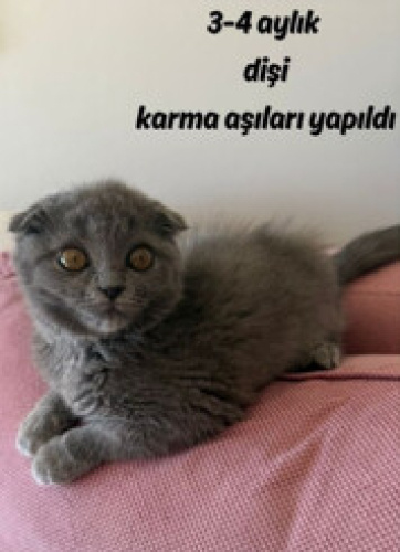 Sokağa atılan Cindy'e Yuva Arıyoruz fotoğraf