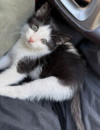 Sokakta bulunan Minnoş'a yuva arıyoruz fotoğraf