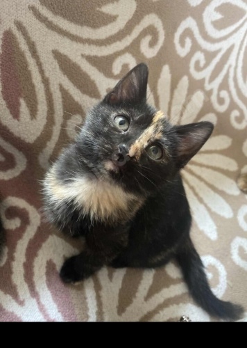 İZMİR O BİR ŞANS BOLLUK BEREKET KEDİSİ.MINNAK MINNAK fotoğraf