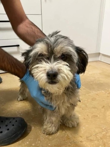 YAKLAŞIK 1.5-2 YAŞLARINDA MALTESE TERRİER fotoğraf