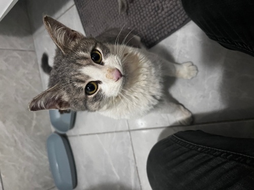 Yaralı Yavru Kedi fotoğraf