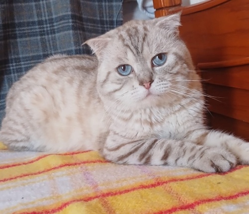 Ömürlük meleğini arıyor fotoğraf