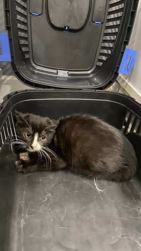 Yavru kedi bebek fotoğraf