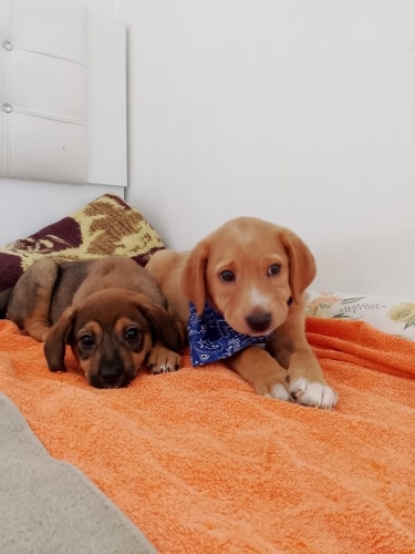 ORMANA KARTON İÇİNDE ATILMIŞ 2,5 AYLIK 2 KARDEŞ, GEÇİCİ YUVA ALIN ARTIK DİYOR fotoğraf