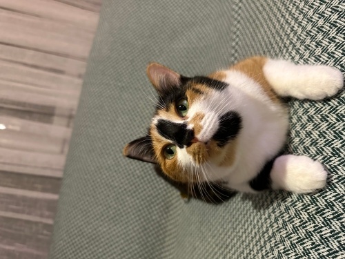 Dişi bir 3 renkli kedi balım fotoğraf