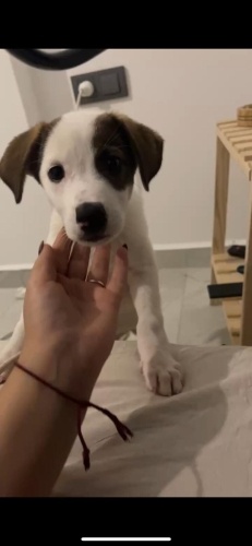 Jack Russell 4 aylık dişi yuva arıyoruz fotoğraf