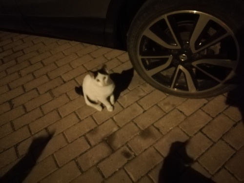 Sevgi yumağı bir kedi fotoğraf