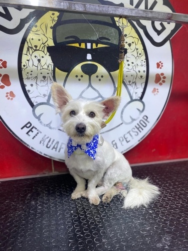 Ücretsiz sahiplenme pofidik terrier acil yuva fotoğraf