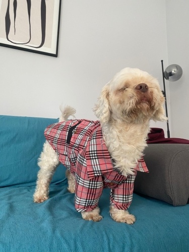 Ücretsiz sahiplenme pofidik tuğlu terrier acil yuva fotoğraf