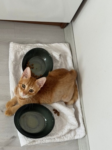 Ücretsiz sahiplenme sarman yavru acil yuva fotoğraf