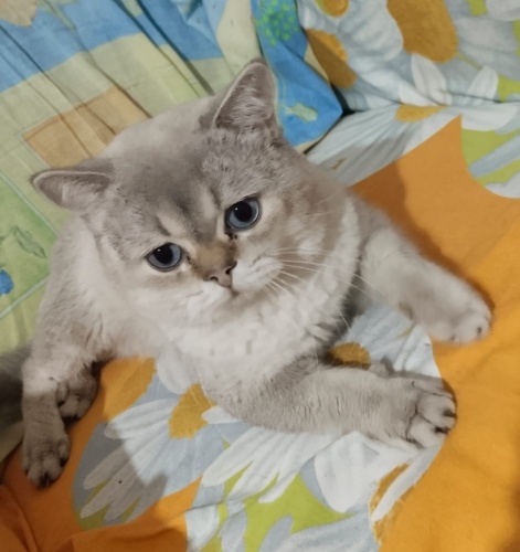 Ücretsiz sahiplenme pofidik British kedi acil yuva fotoğraf