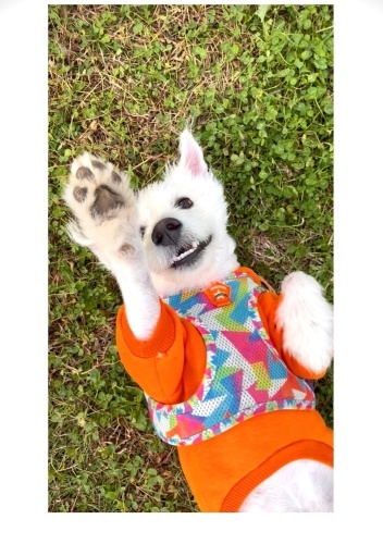 Ücretsiz sahiplenme terrier acil yuva fotoğraf