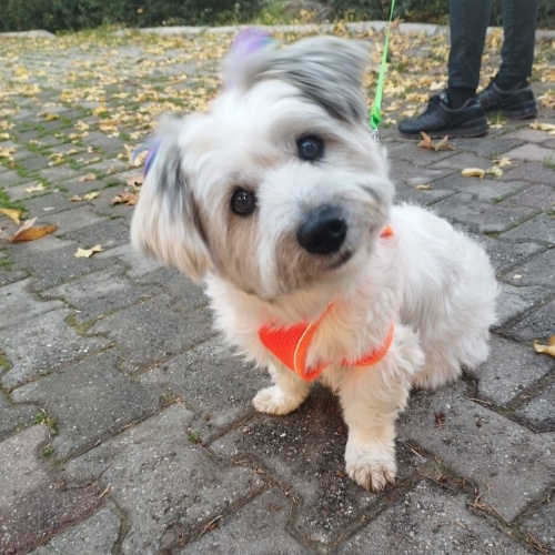 Ücretsiz sahiplenme terrier acil yuva fotoğraf