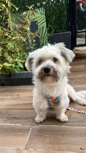 Ücretsiz sahiplenme pofidik terrier acil yuva fotoğraf