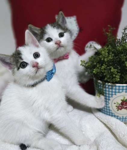 Pamuk şekerlerim Ömür ile Gönül fotoğraf