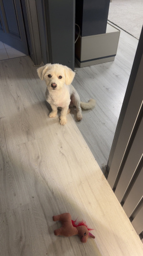 MALTESE TERRİER fotoğraf