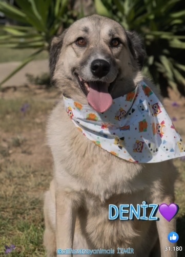 AŞILARI TAM‼️KISIR‼️ÇİPLİ VE KARNELİ‼️ fotoğraf