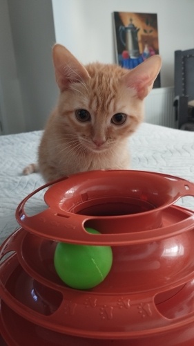 Ücretsiz 💛 Minik Bir Kalp Yeni Yuvanı Arıyor… 💛 fotoğraf