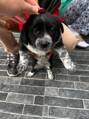 Sosis annenin yavruları fotoğraf