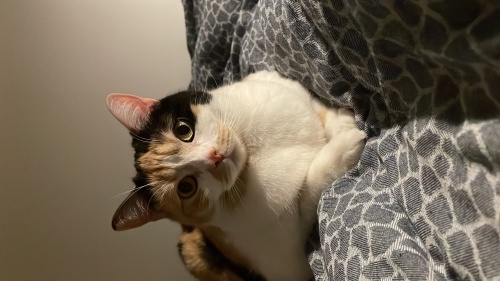 ACİL YUVA ARANIYOR!!! Dünya tatlısı Lindaya fotoğraf