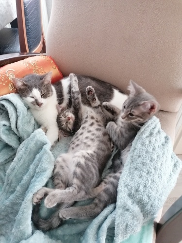 Anne ve yavruları fotoğraf