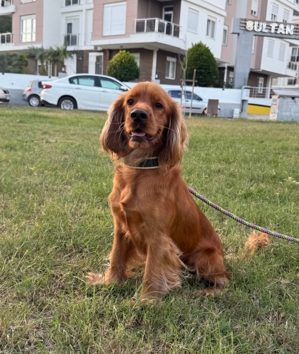 Kötü şartlarda bakılan biryerden kurtarıldı fotoğraf