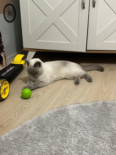 Terk edilen Mia fotoğraf