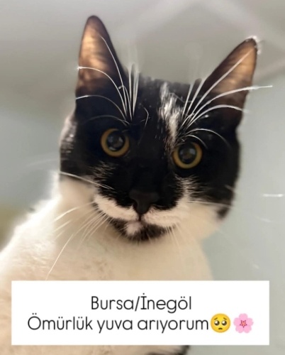 YAKLAŞIK 6 AYLIK YAKIŞIKLI SMOKİNE fotoğraf