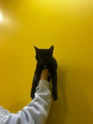 8 Aylık Bombay kedi yuvasına kavuşmayı bekliyor. fotoğraf