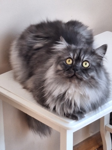 Uysal sevecen kısır fotoğraf