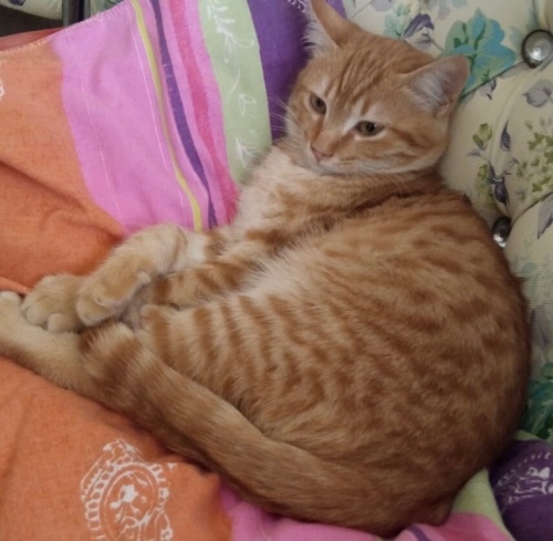 Benide yuwanıza alırmısınız fotoğraf